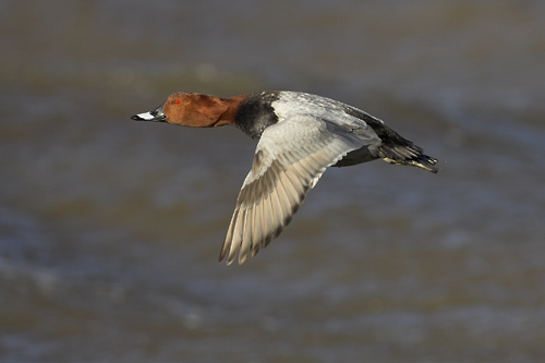 Male Pochard