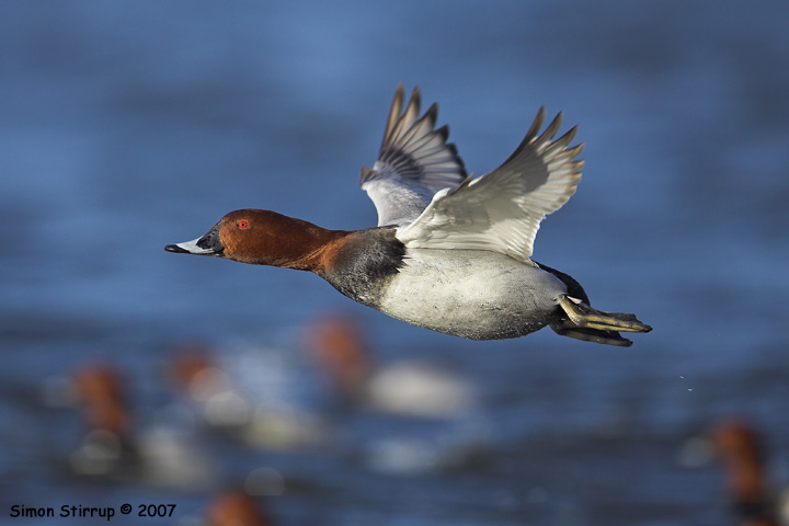 Male Pochard