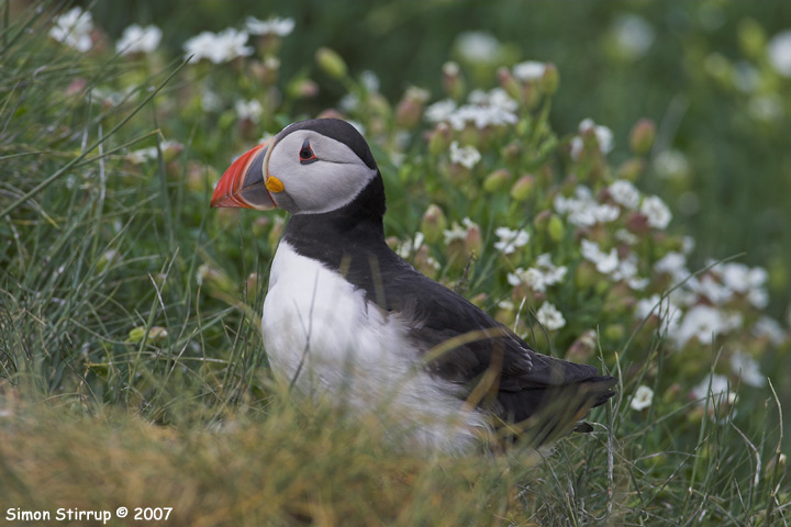 Puffin