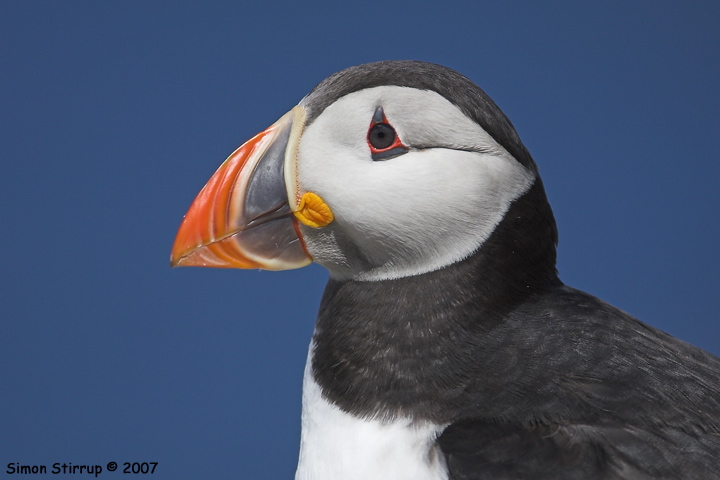 Puffin