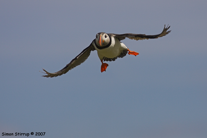 Puffin