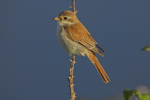 Red-backed Shrike
