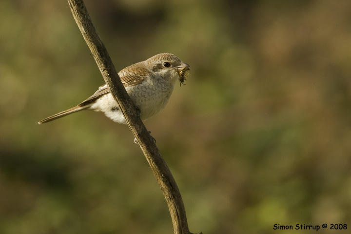 Red-backed Shrike