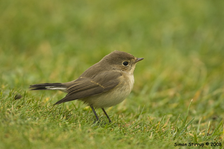 Red-breasted Flycatcher