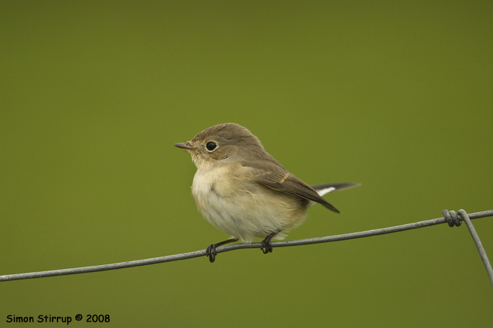 Red-breasted Flycatcher