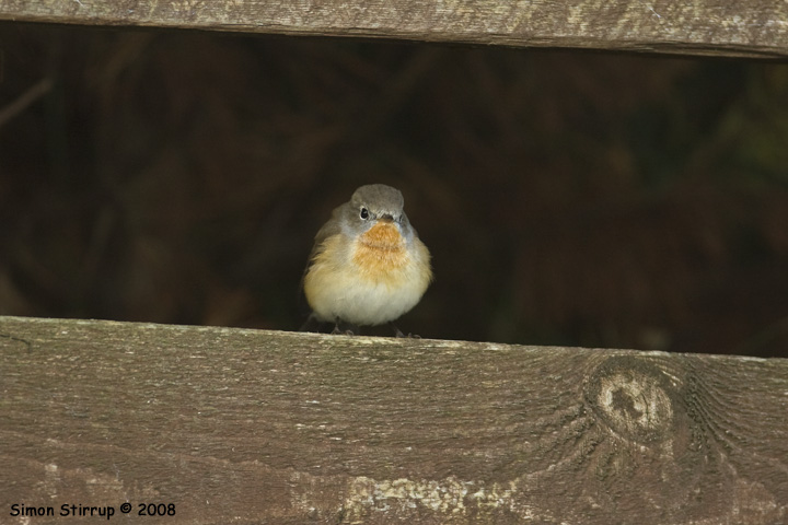 Red-breasted Flycatcher