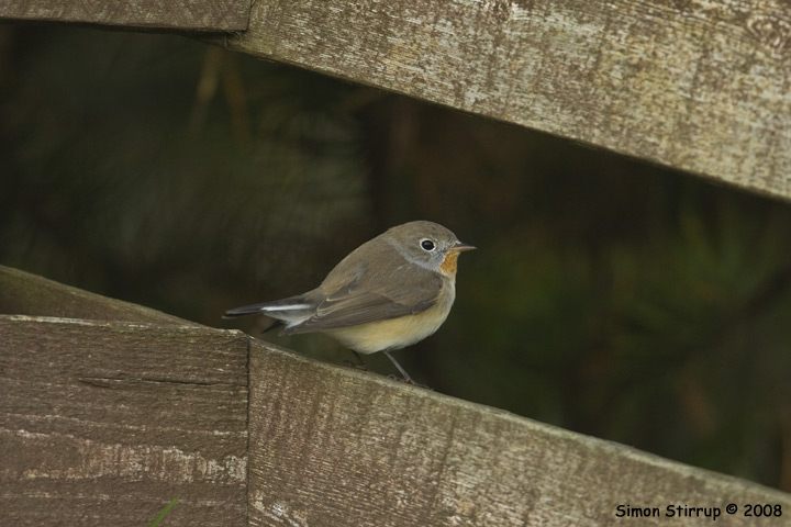 Red-breasted Flycatcher