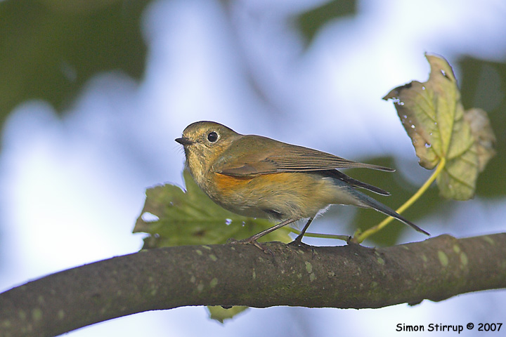 Red-flanked Bluetail