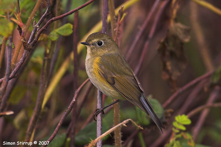 Red-flanked Bluetail