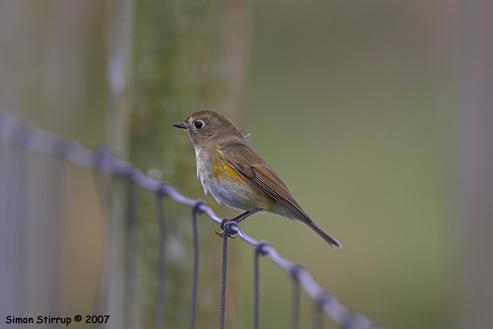 Red-flanked Bluetail