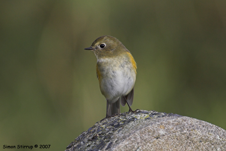Red-flanked Bluetail
