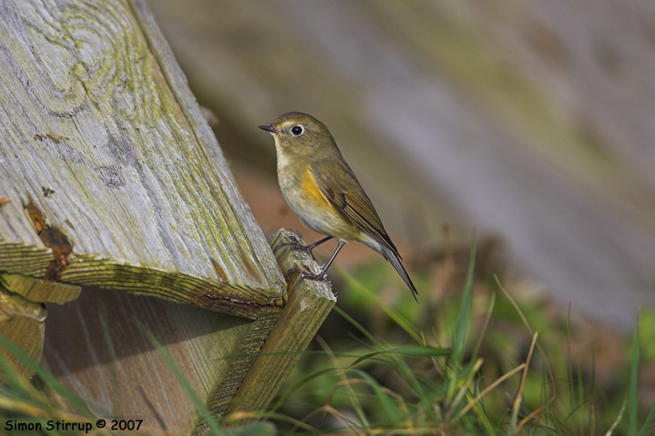 Red-flanked Bluetail