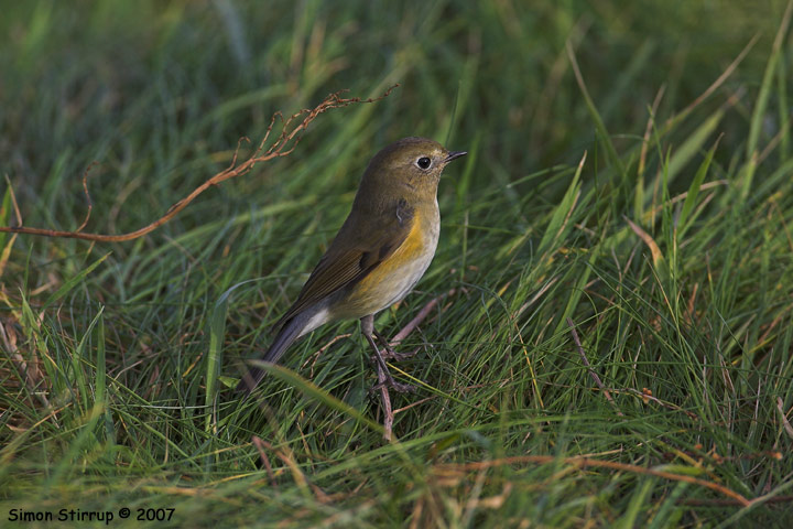 Red-flanked Bluetail