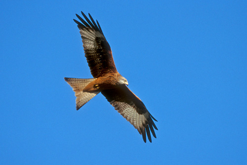 Red Kite