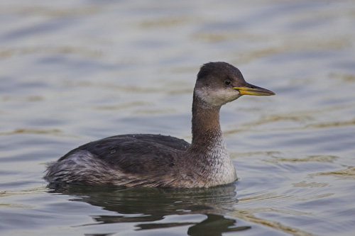 Red-necked Grebe