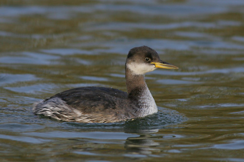 Red-necked Grebe