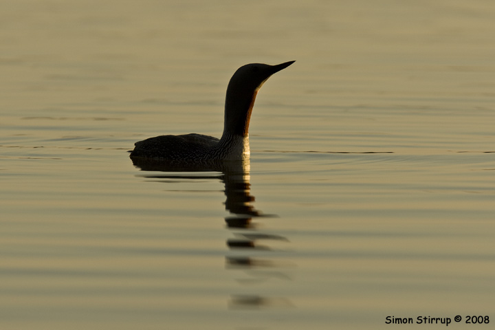 Red-throated Diver