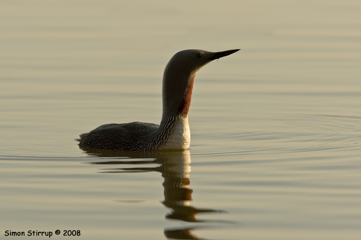 Red-throated Diver