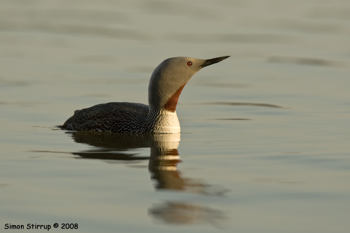 Red-throated Diver