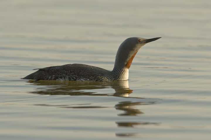 Red-throated Diver