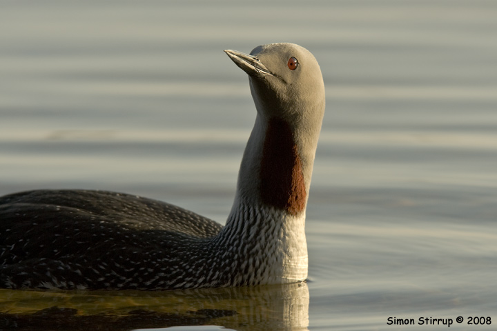 Red-throated Diver