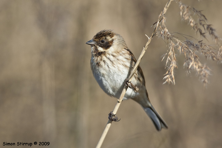 Reed Bunting