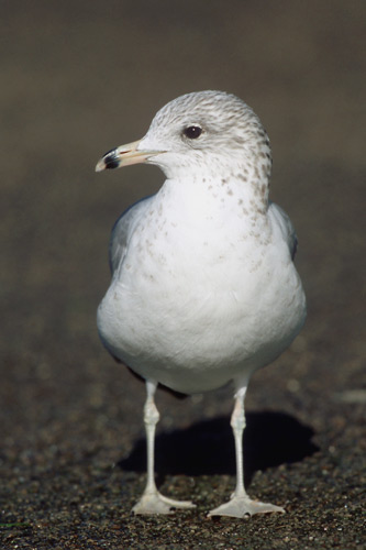 Ring-billed Gull