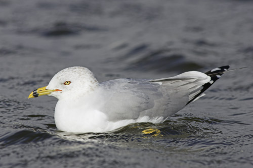 Ring-billed Gull