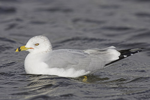 Ring-billed Gull