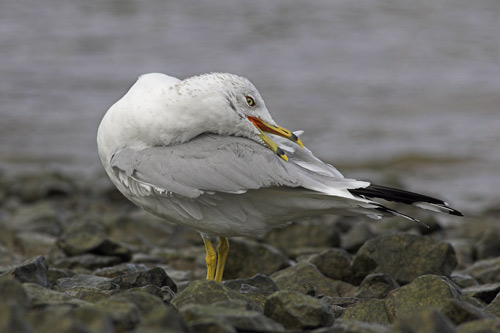 Ring-billed Gull