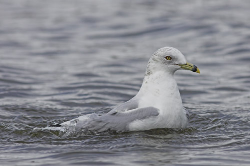 Ring-billed Gull