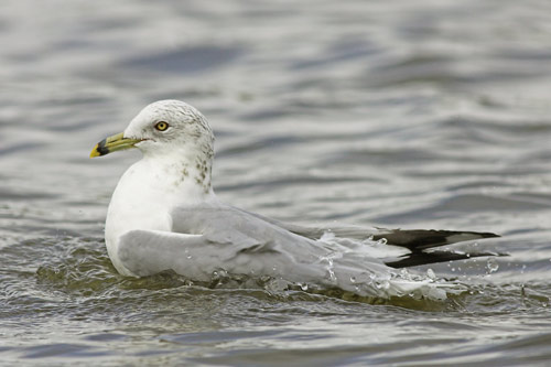 Ring-billed Gull