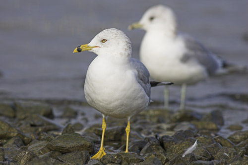 Ring-billed Gull