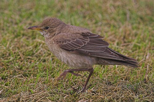 Rose-coloured Starling