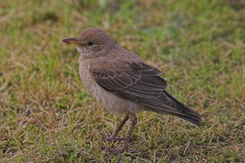 Rose-coloured Starling