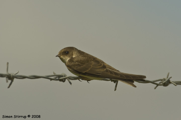 Sand Martin