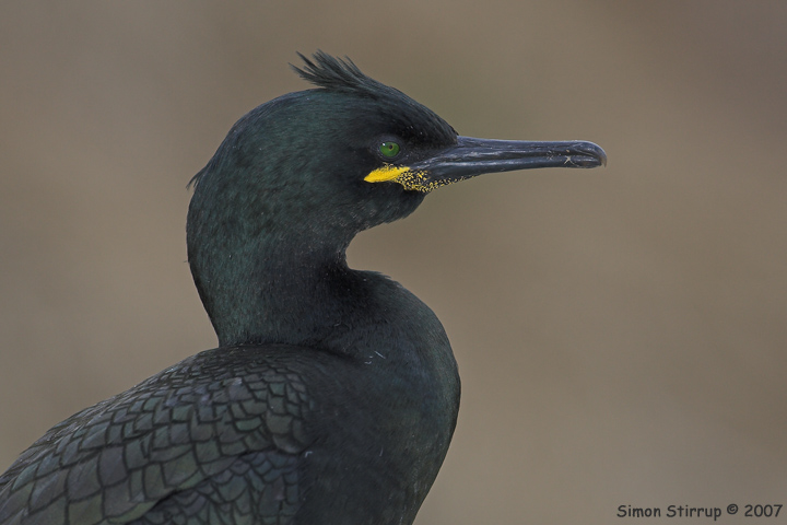 Shag