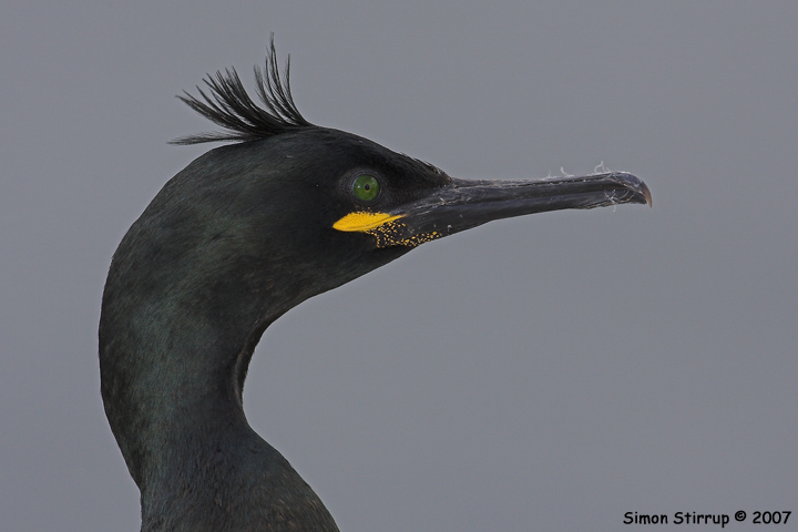 Shag