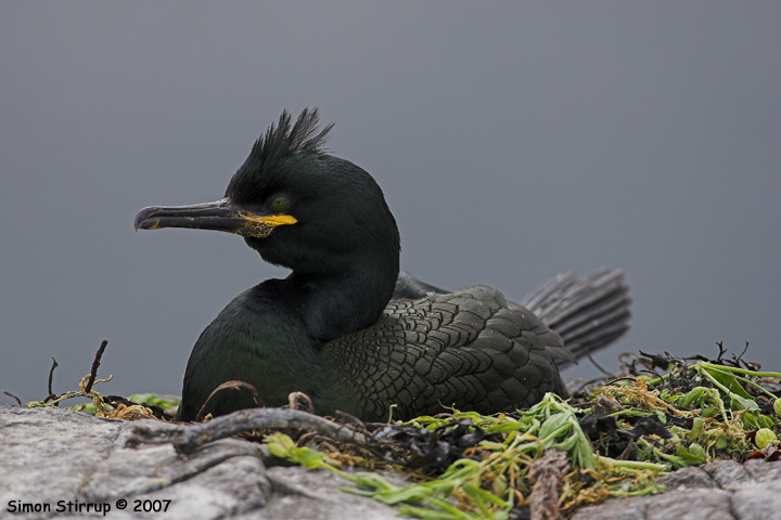 Shag
