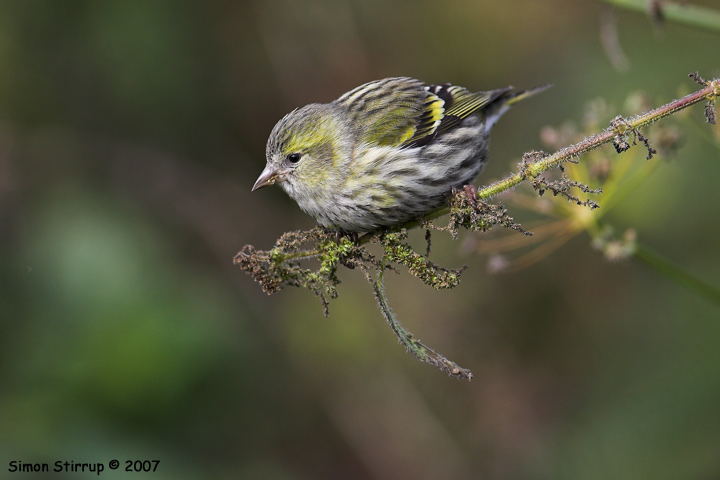 Siskin