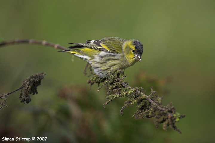 Siskin