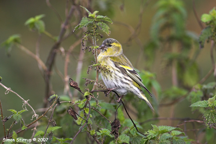 Siskin