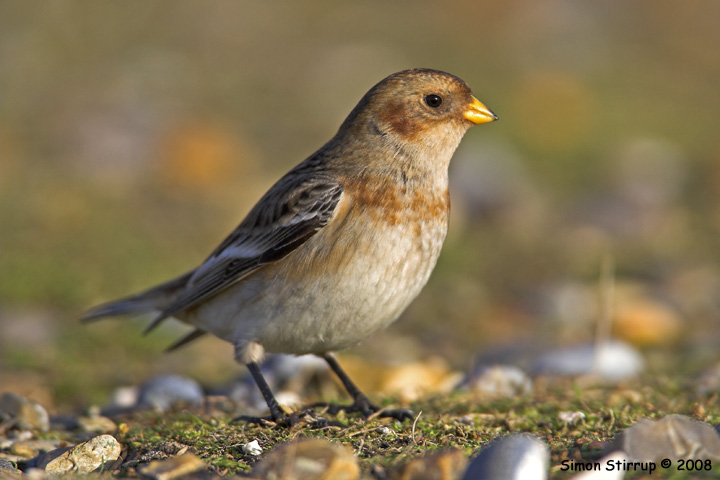 Snow Bunting