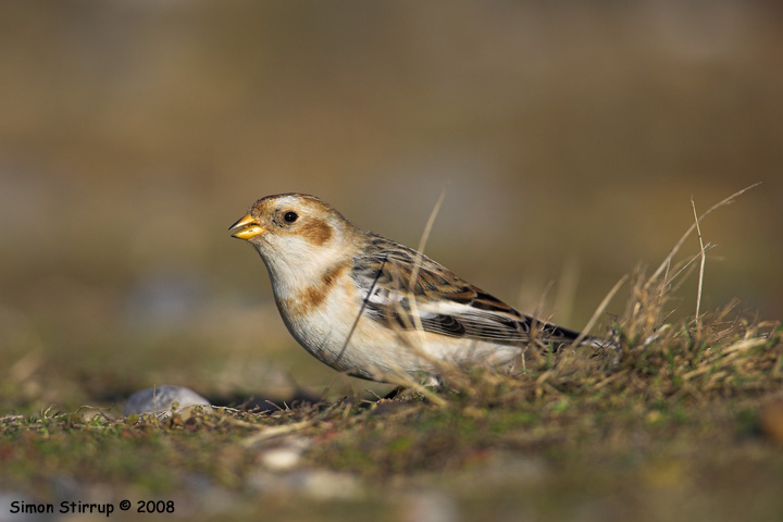 Snow Bunting