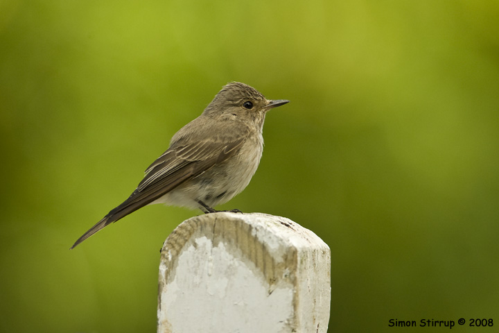 Spotted Flycatcher