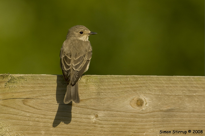 Spotted Flycatcher