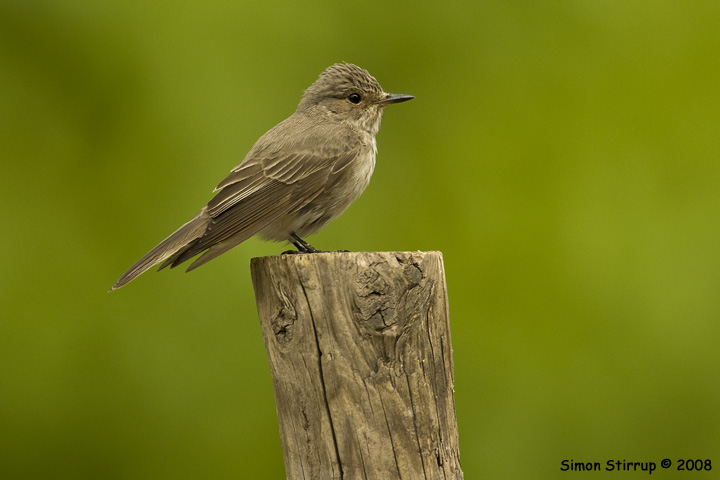 Spotted Flycatcher