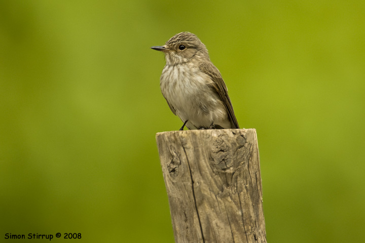 Spotted Flycatcher