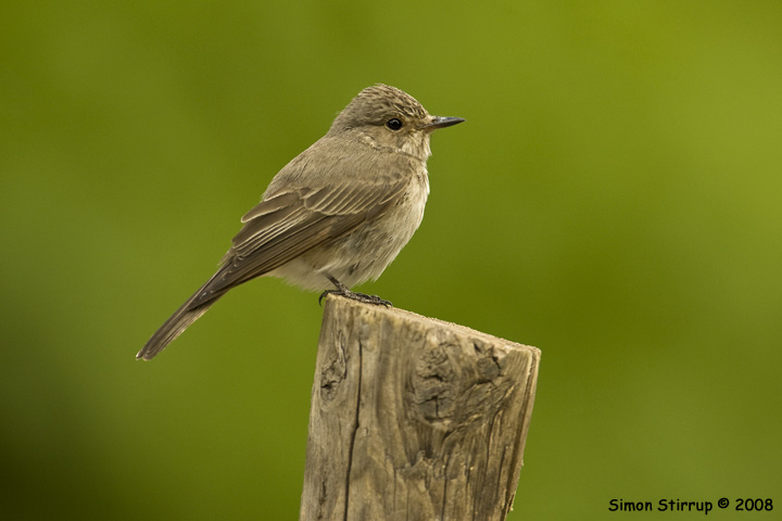 Spotted Flycatcher