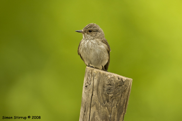 Spotted Flycatcher